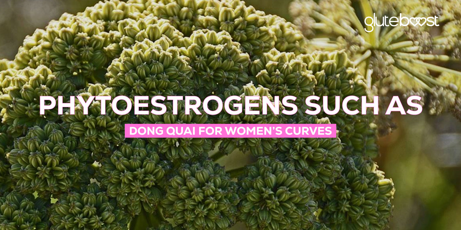 Phytoestrogens such as Dong quai for women’s curves